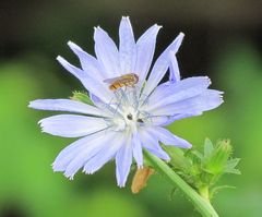 Insektenbesuch