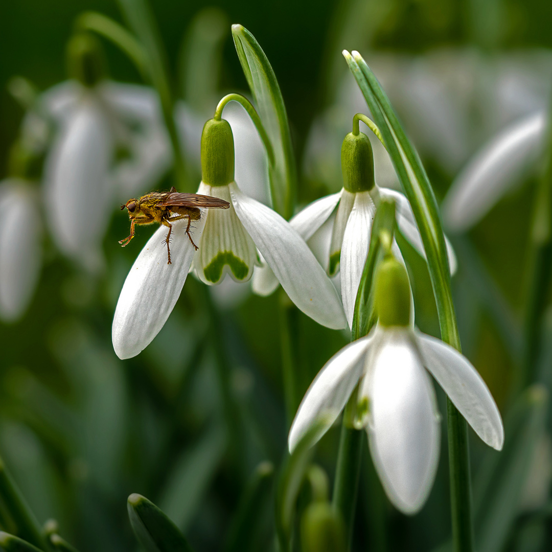 Insektenbesuch auf den Schneeglöckchen