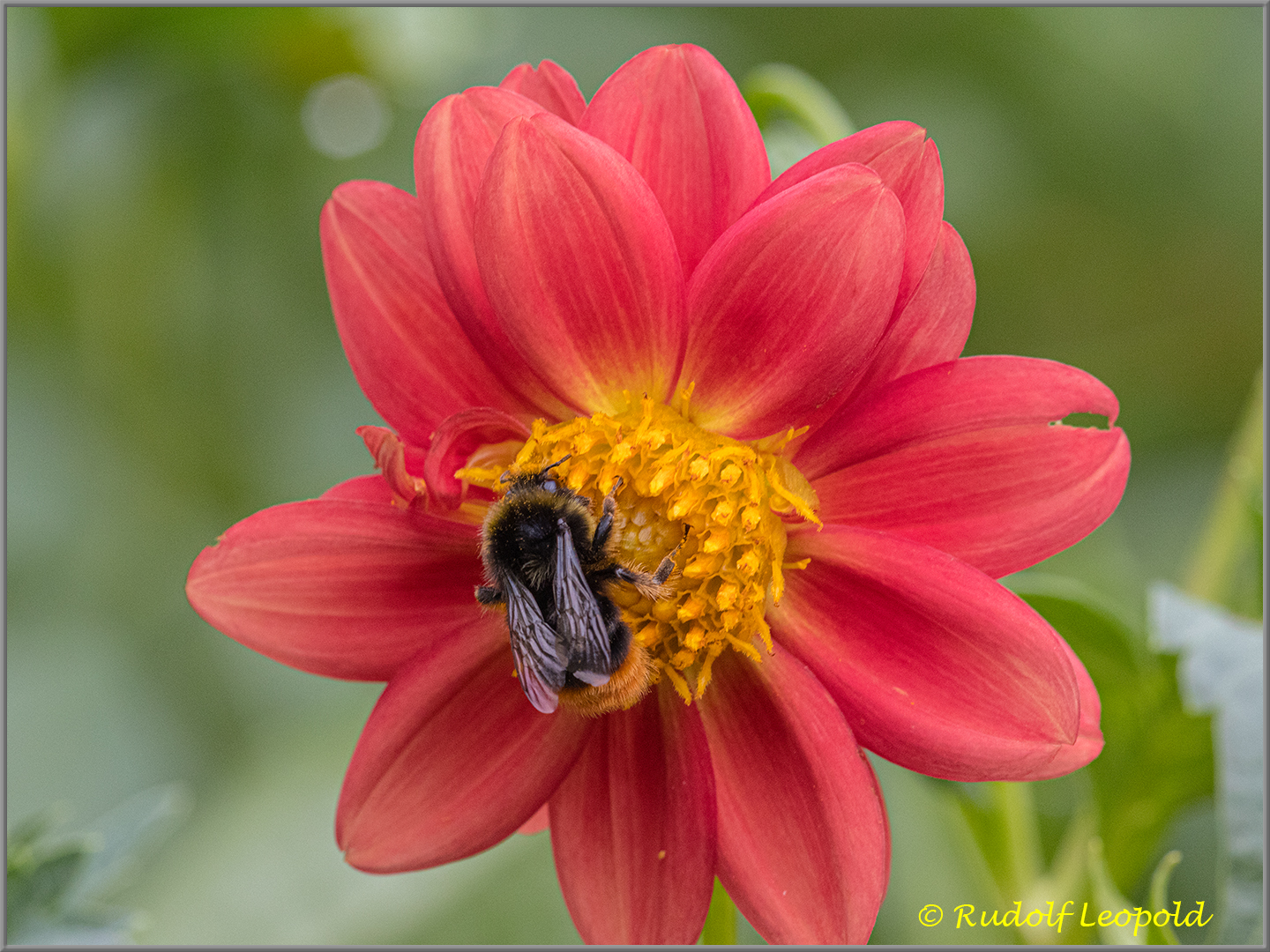 Insektenbesuch auf einer Dahlie