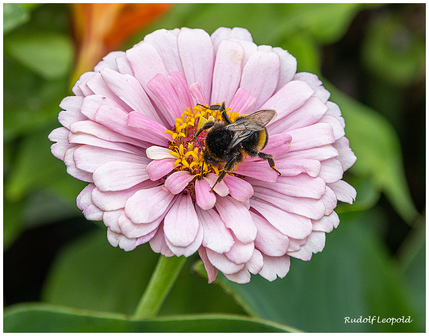 Insektenbesuch auf einer Zinnie 