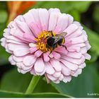 Insektenbesuch auf einer Zinnie 