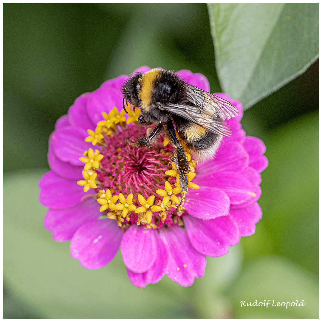 Insektenbesuch auf einer Zinnie