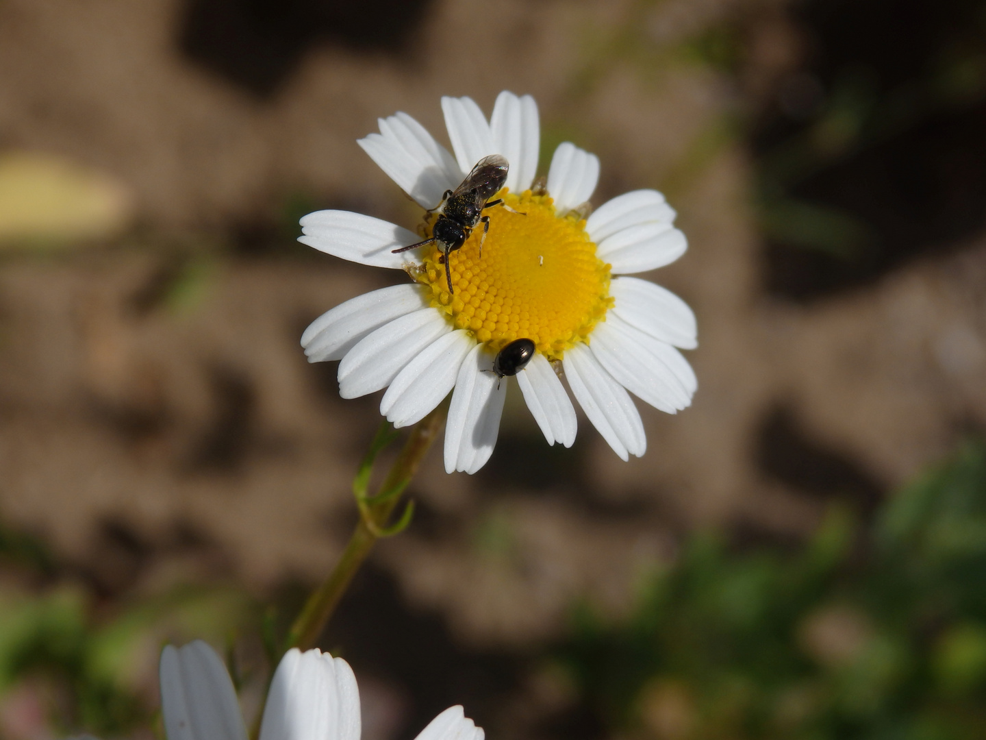 Insektenbesuch auf Kamillenblüte