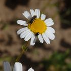 Insektenbesuch auf Kamillenblüte