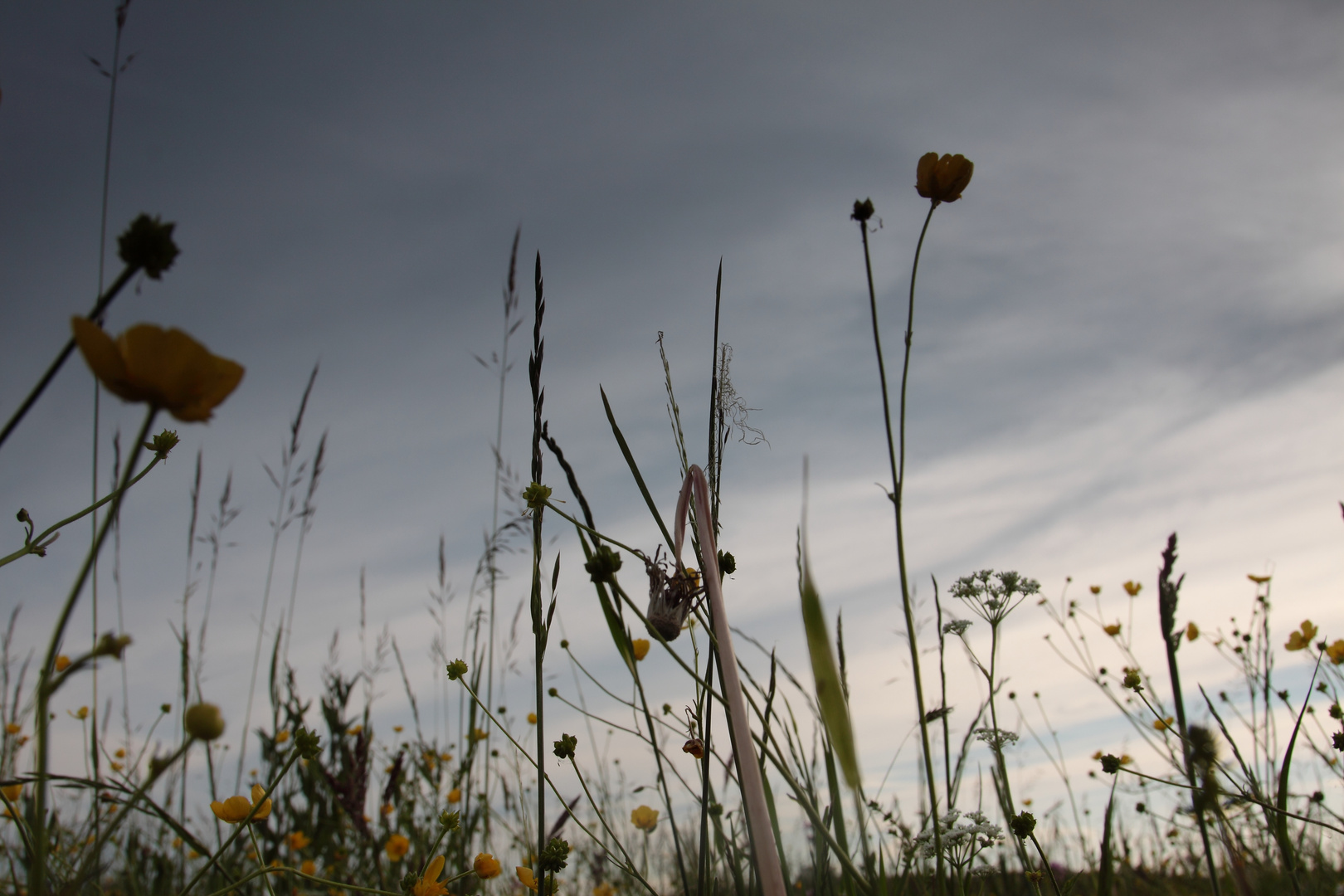 Insektenblick