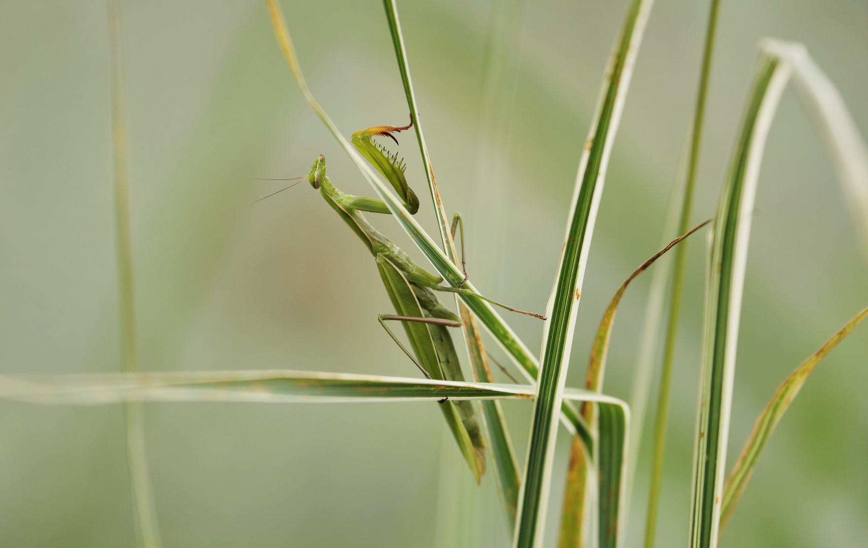 Insektenbox - Gottesanbeterin -