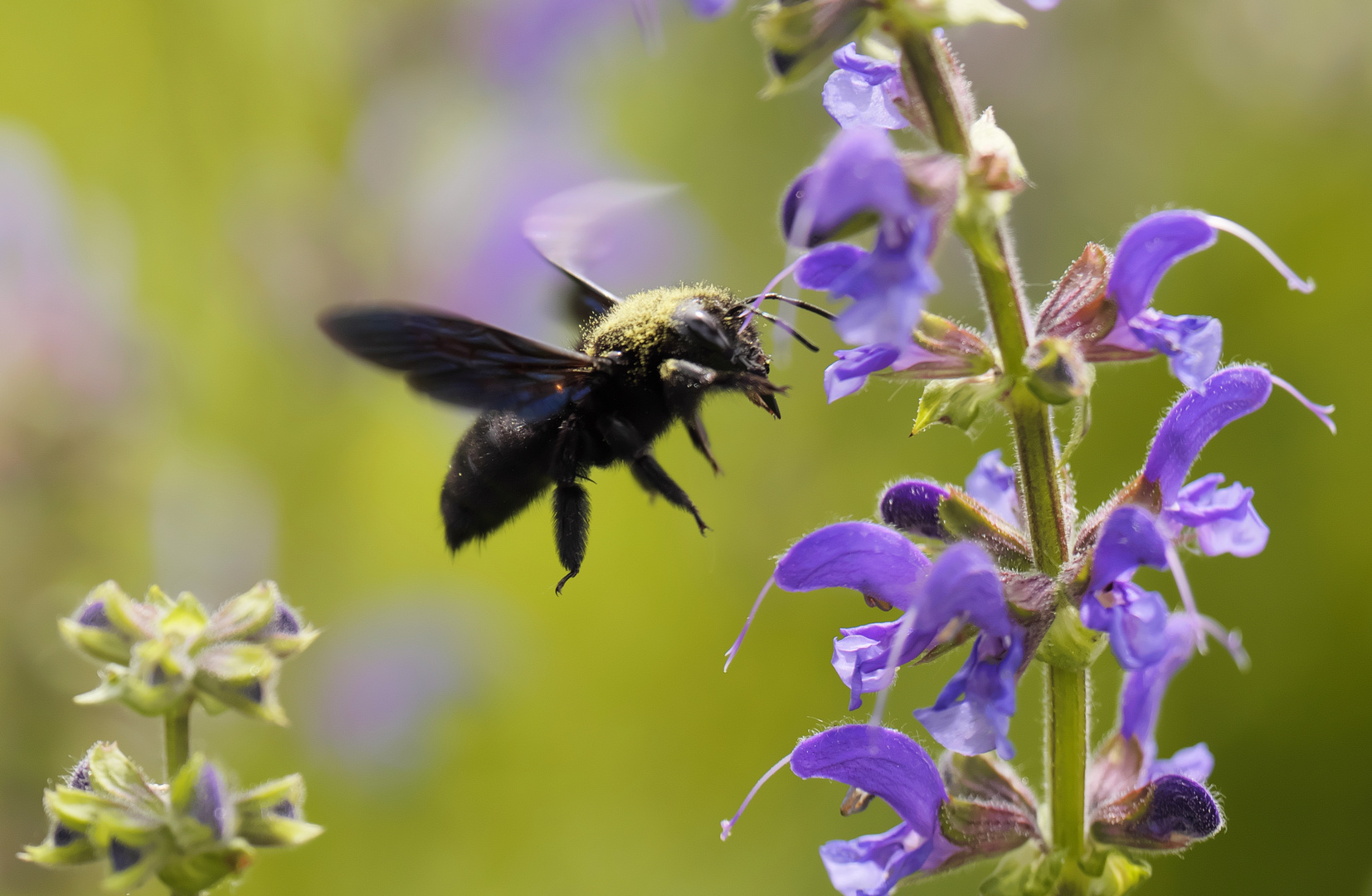 Insektenbox - Holzbiene -