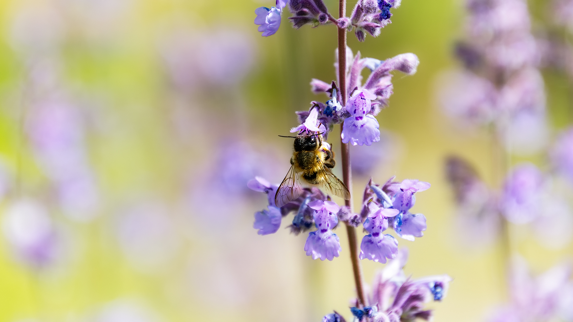 Insektenbuffet