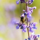 Insektenbuffet