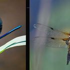 Insektencollage Libellen