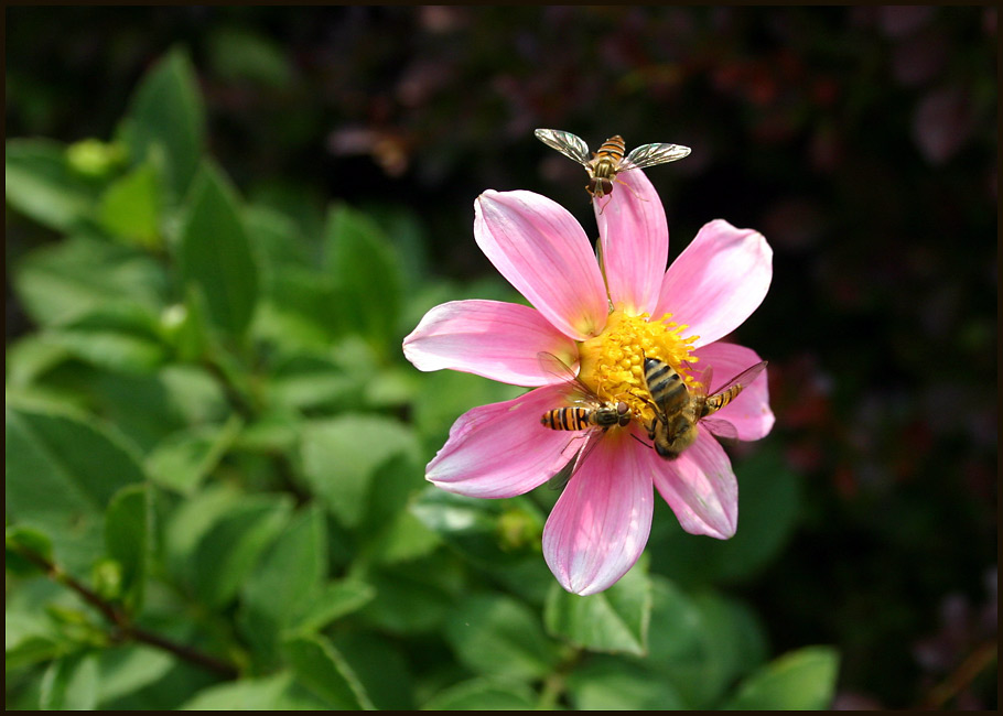 Insektendahlie ;-)