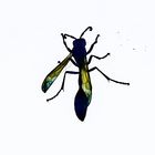 Insekten..............DSC_3923
