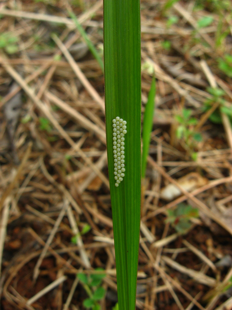 Insekteneier