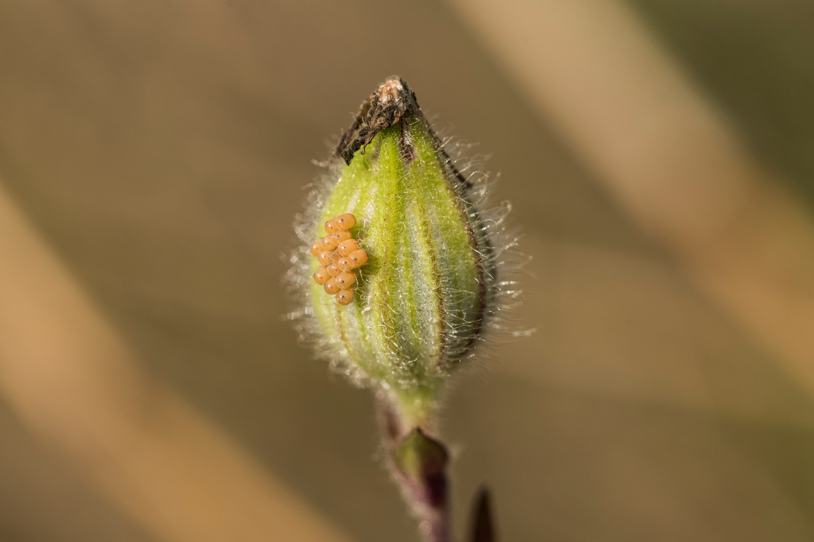 Insekteneier