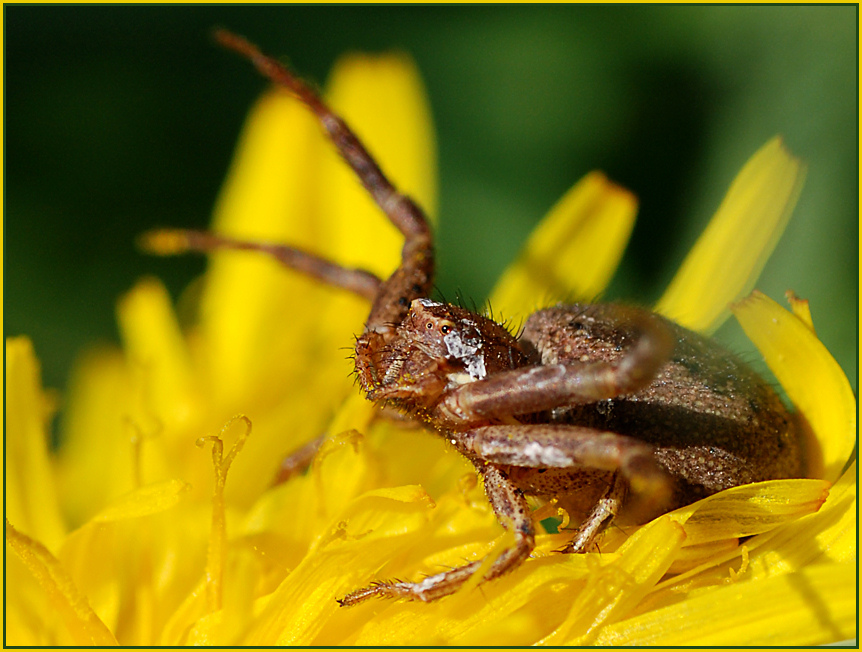 Insektenfalle II