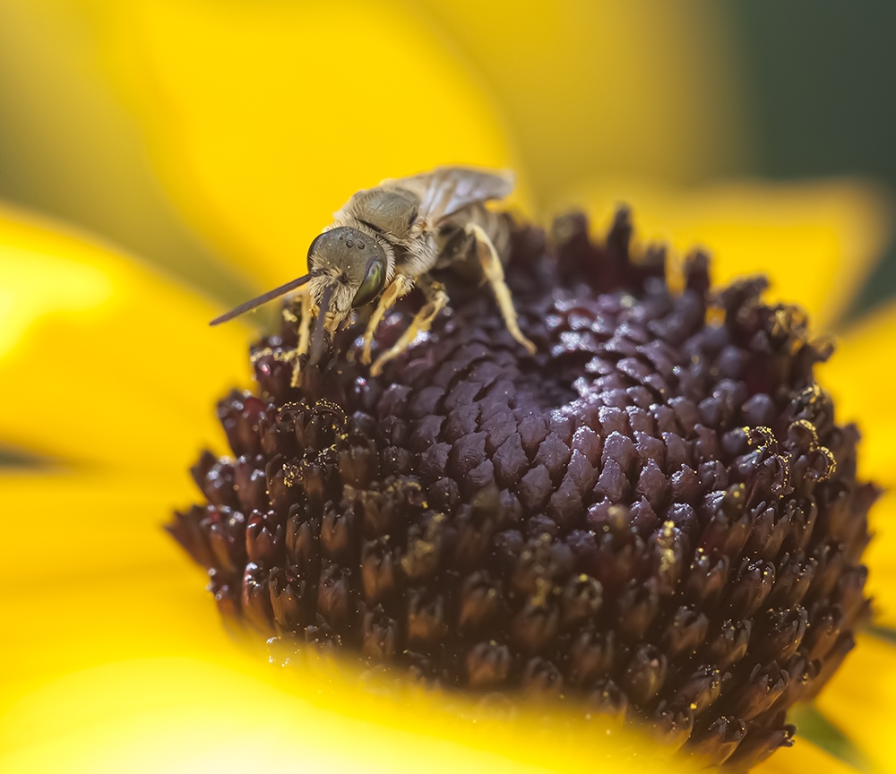 Insektenflaute