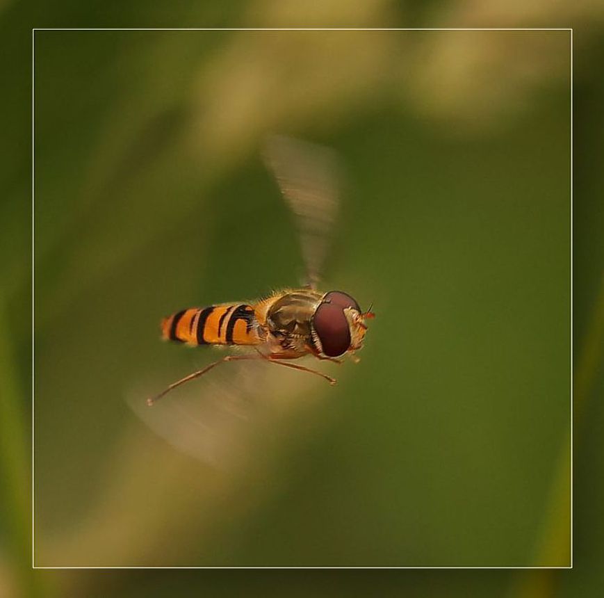 Insektenflug