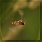 Insektenflug
