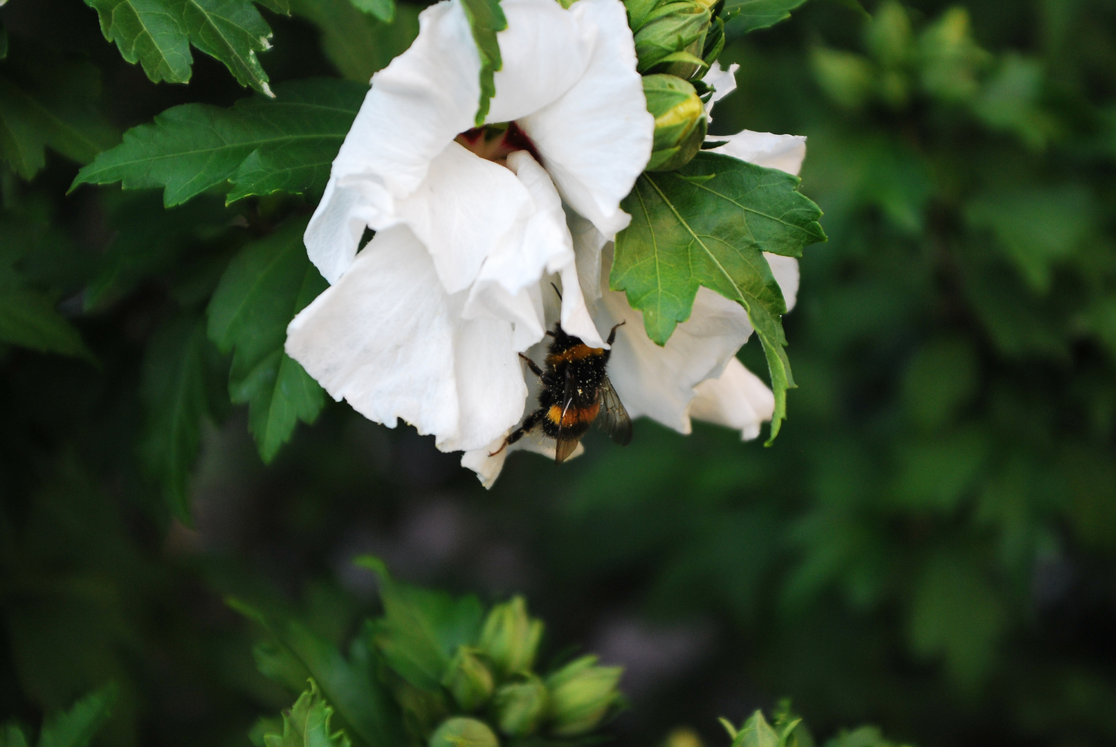 Insektenflughafen 1