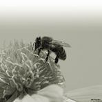 Insektenfotografie in b&w