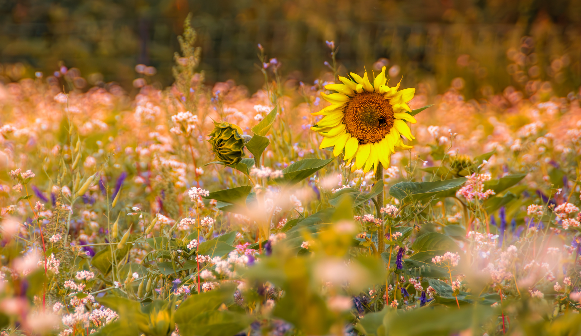 Insektenfreundlich