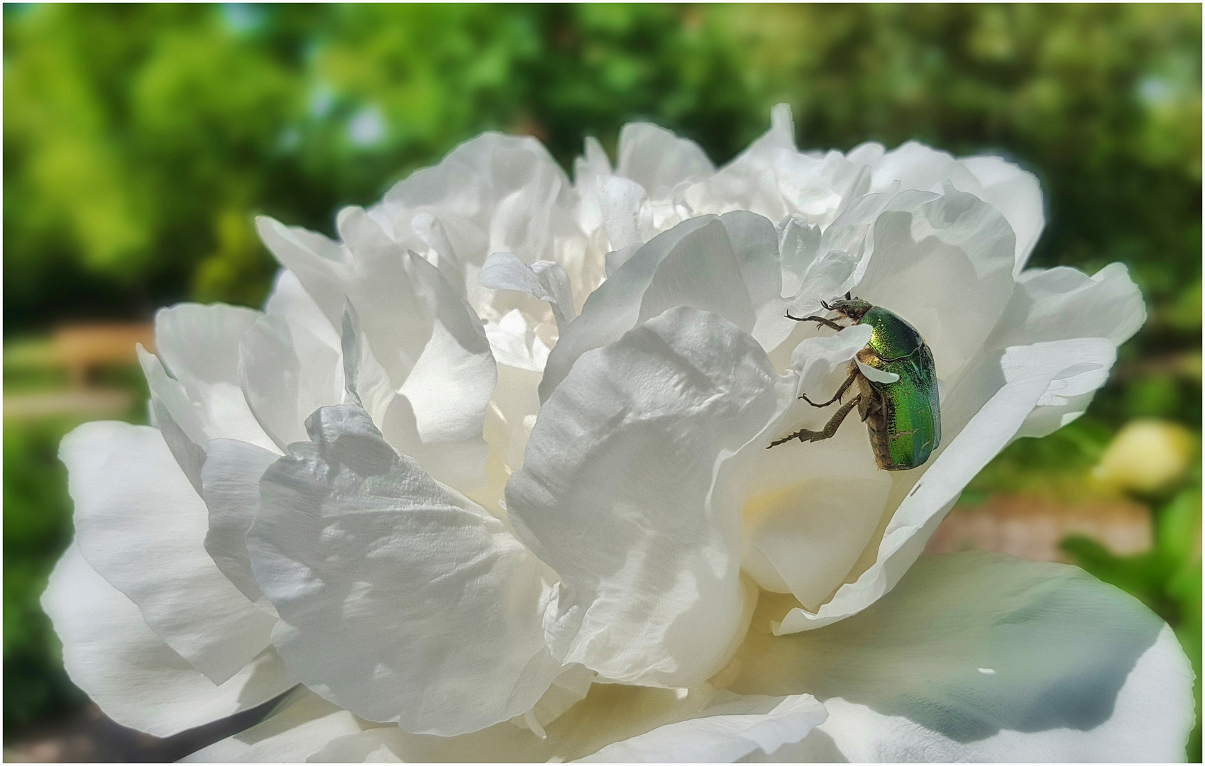 insektenfreundlich