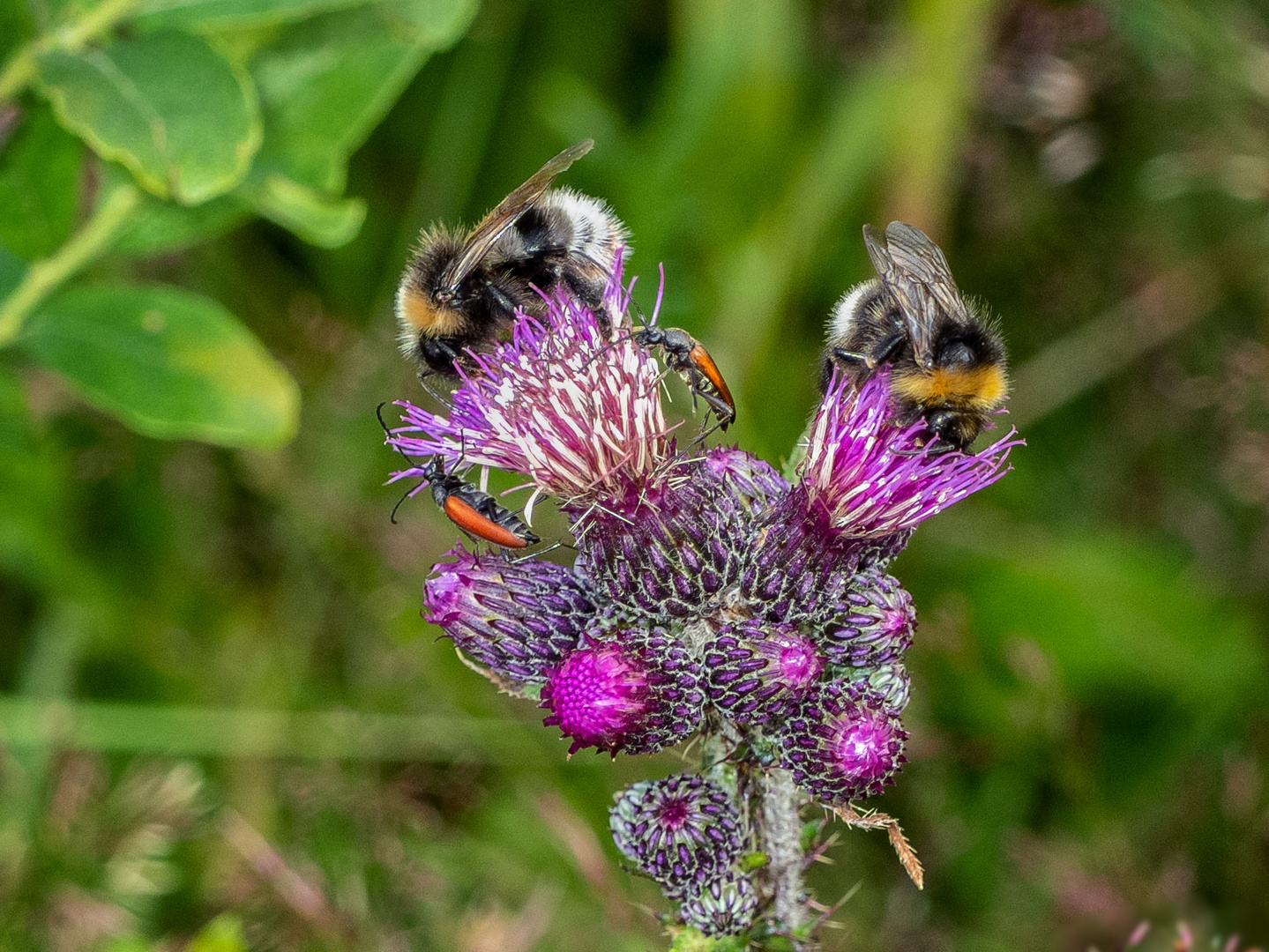 Insektenfreundliche Distel