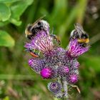 Insektenfreundliche Distel