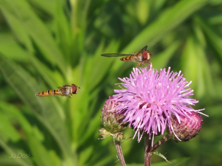 Insektenfrühstück im Garten