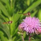 Insektenfrühstück im Garten