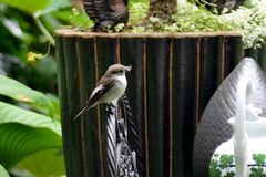 Insektenfutter