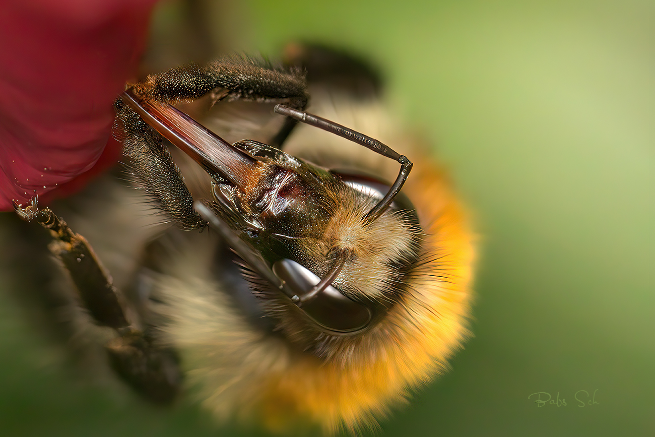 Insektengesichter 02