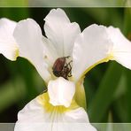 Insektenhochzeit