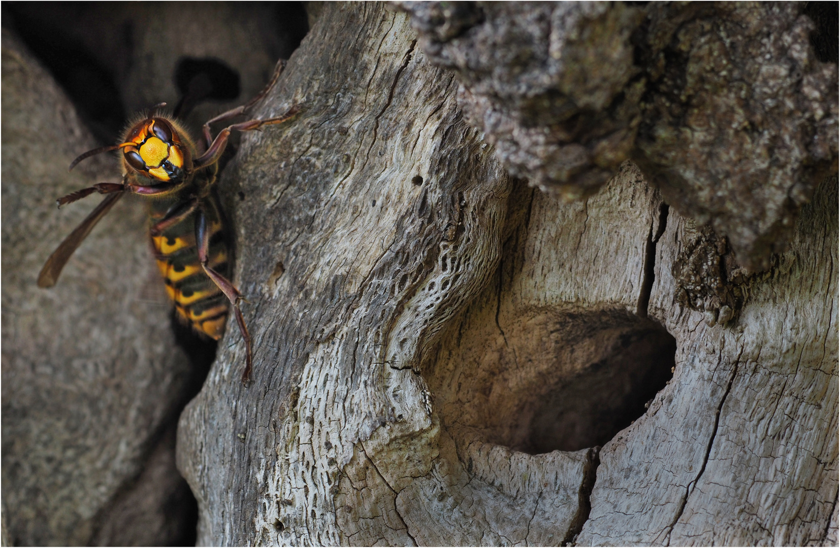 Insektenhotel......