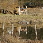 Insektenhotel an Land und im Wasser