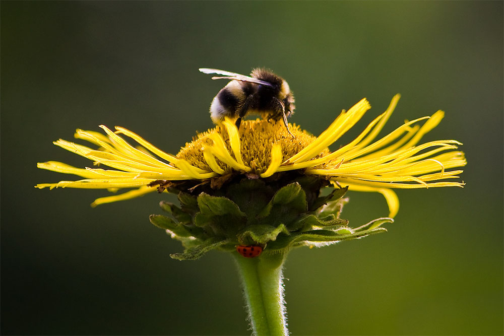 Insektenhotel mal anders