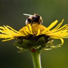 Insektenhotel mal anders