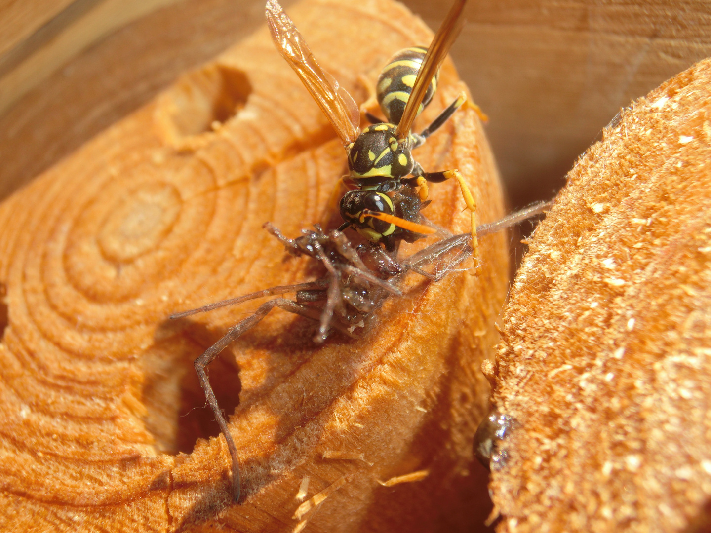 Insektenhotel mal anders - gut gekaut ist halb verdaut. 1/2