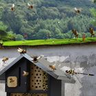 Insektenhotel - Minigolf