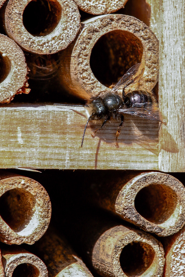 Insektenhotel mit Gast