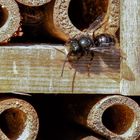 Insektenhotel mit Gast