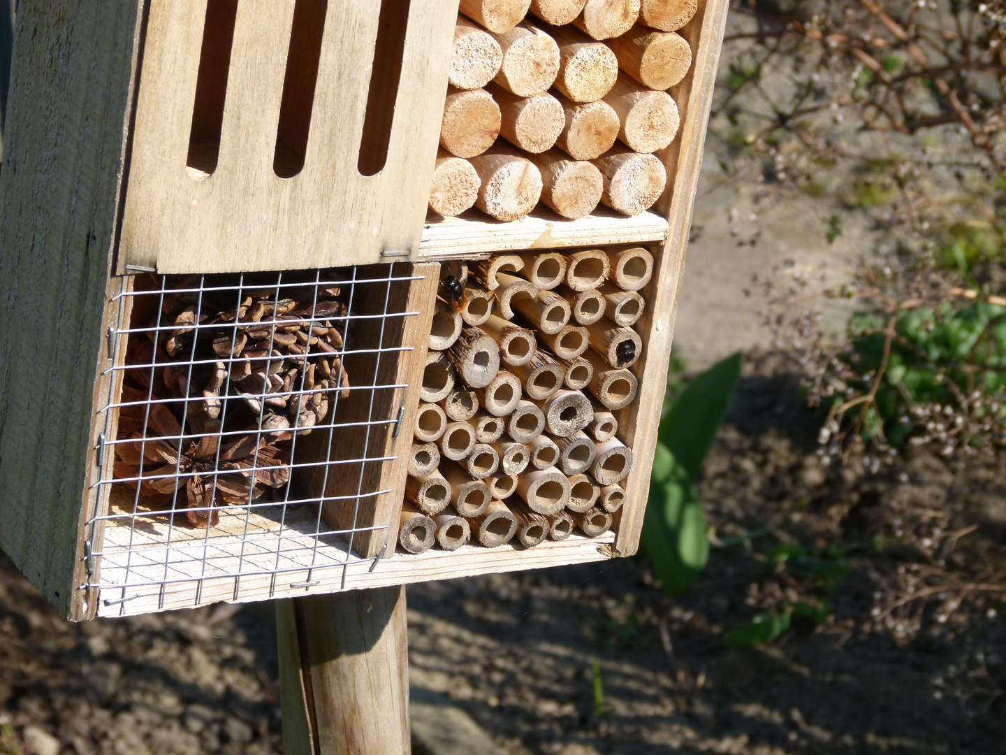 Insektenhotelgäste