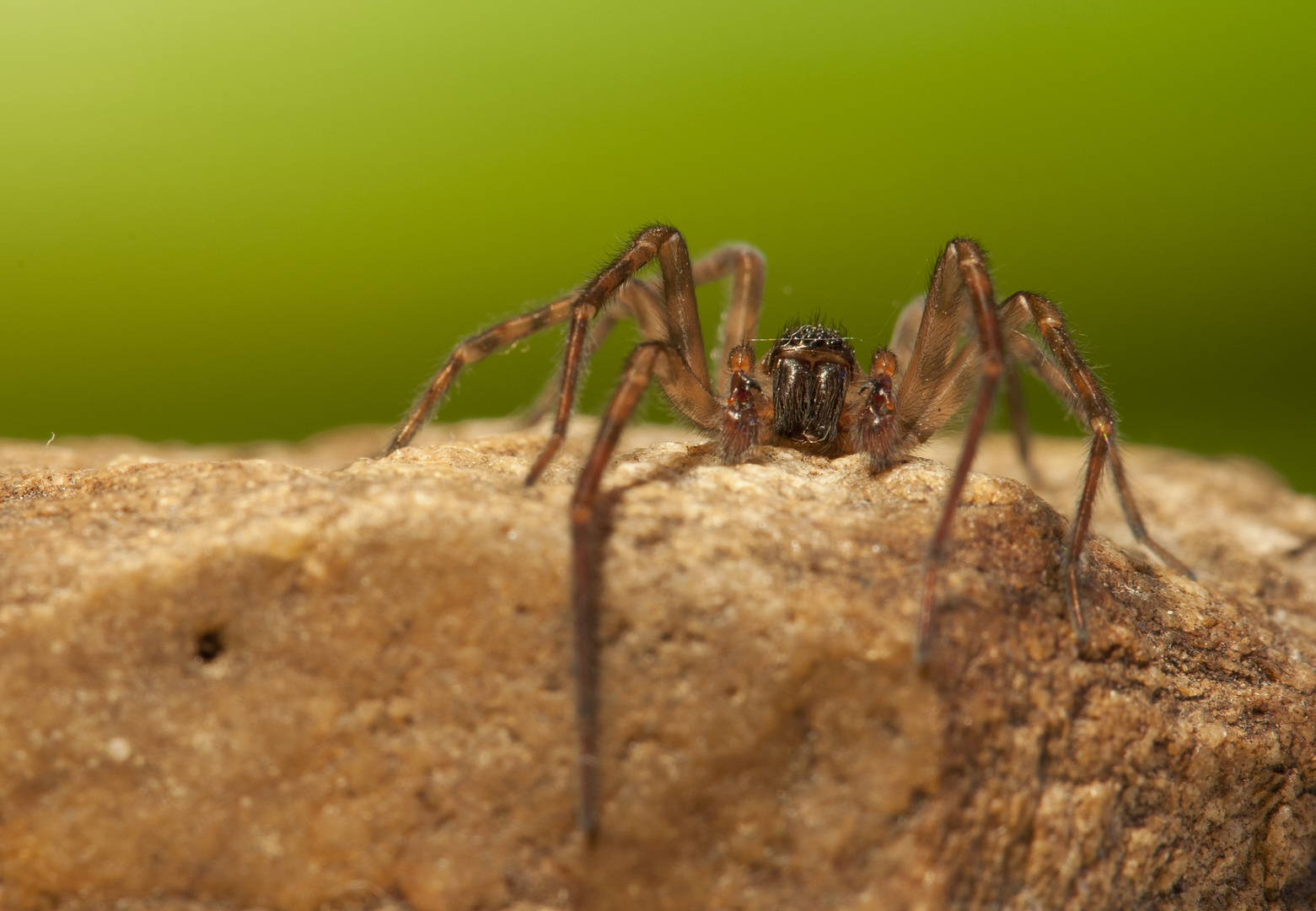 Insektenjäger