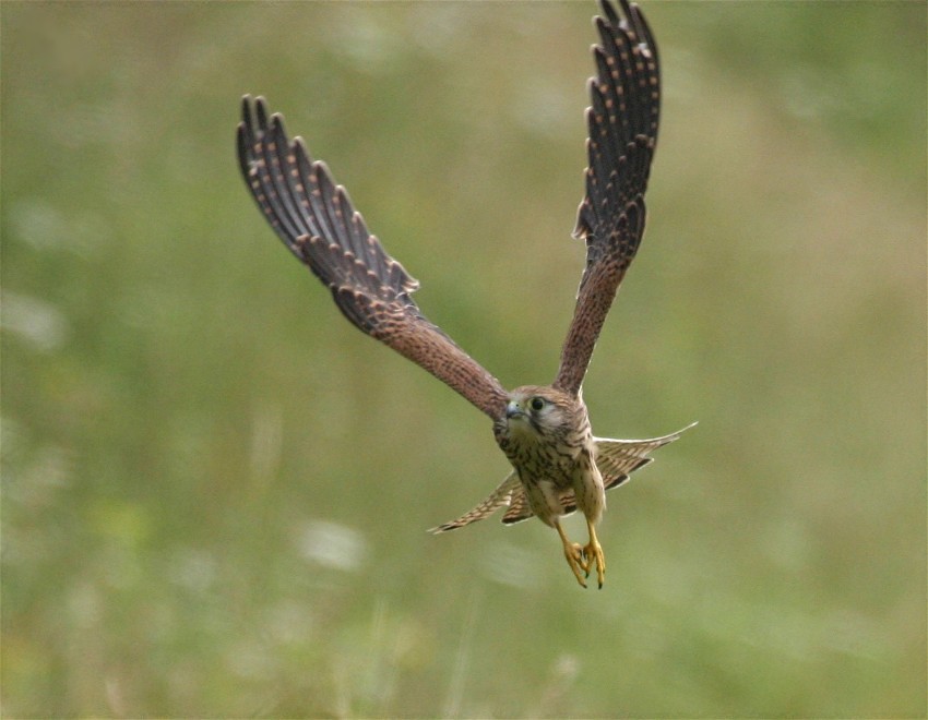 Insektenjagd