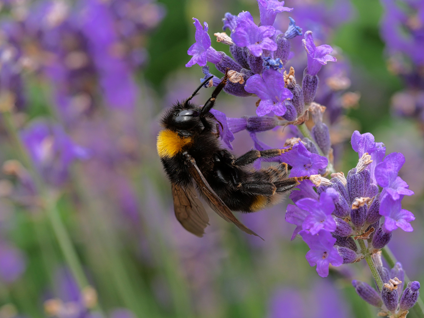 Insektenjagd in meinem Garten