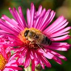 Insektenjagd in meinem Garten