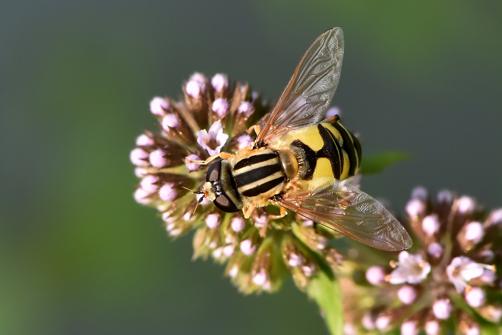 Insektenkarussell