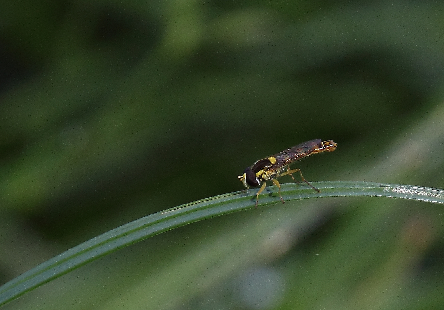 Insektenkenner gesucht !!!!!