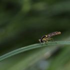 Insektenkenner gesucht !!!!!