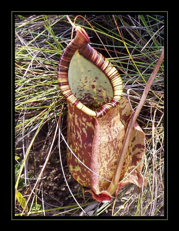 Insektenkiller Nepenthes